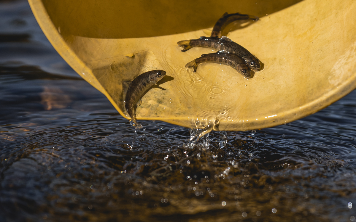 Success of river conservation project