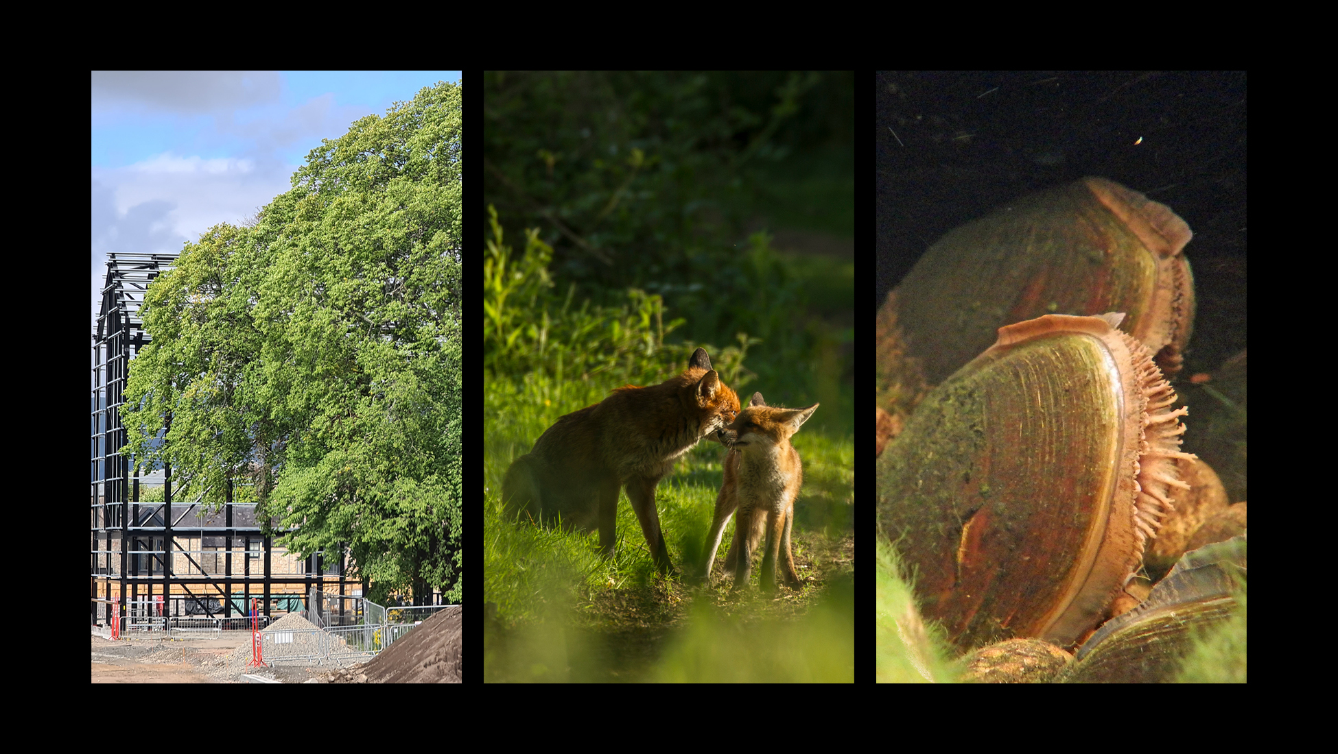 IBFC - Our Science - Species Conservation and Ecology IBFC - Our Science - Species Conservation and Ecology