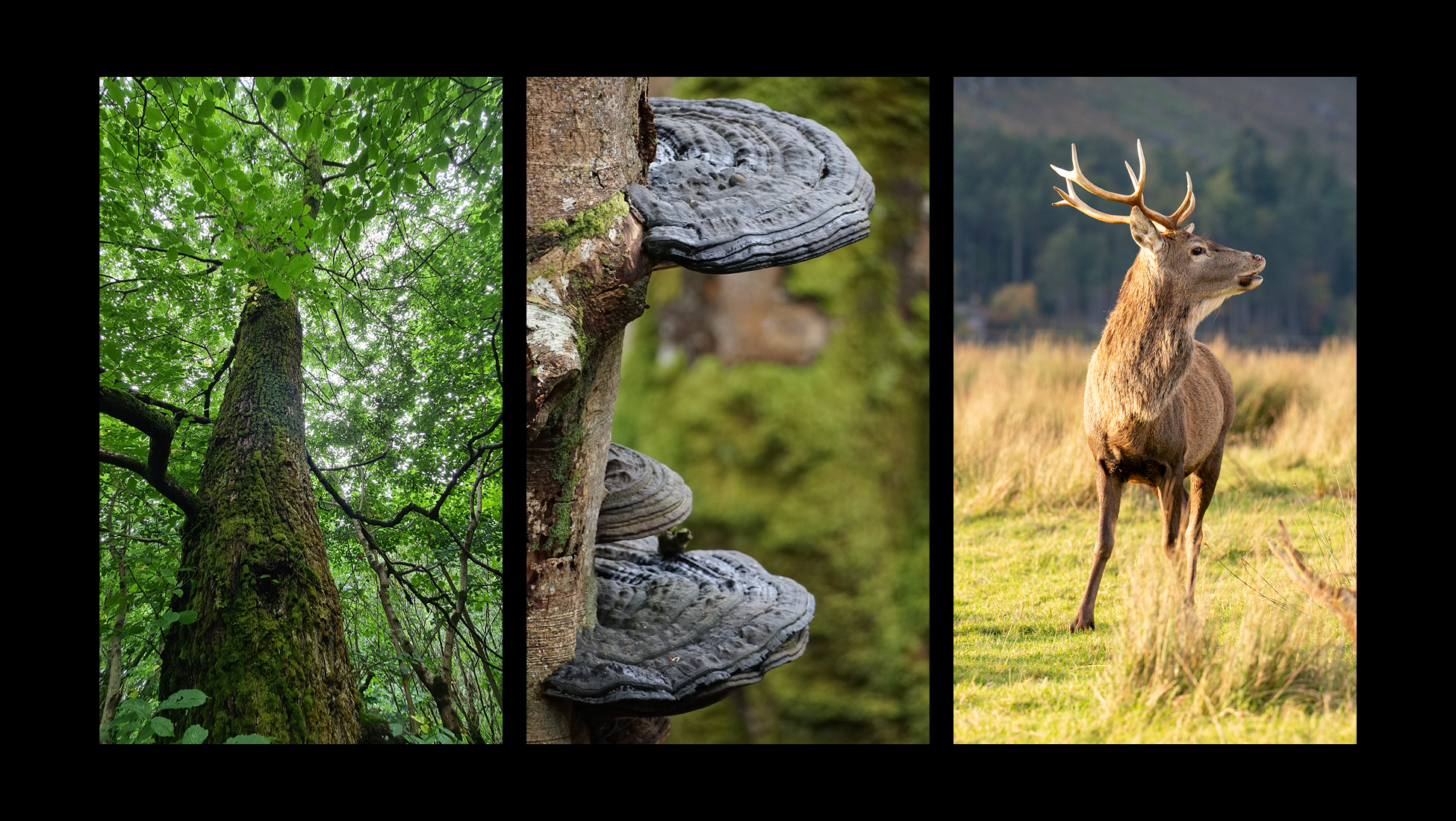 IBFC - Our Science - Forest Resilience and Climate Change IBFC - Our Science - Forest Resilience and Climate Change