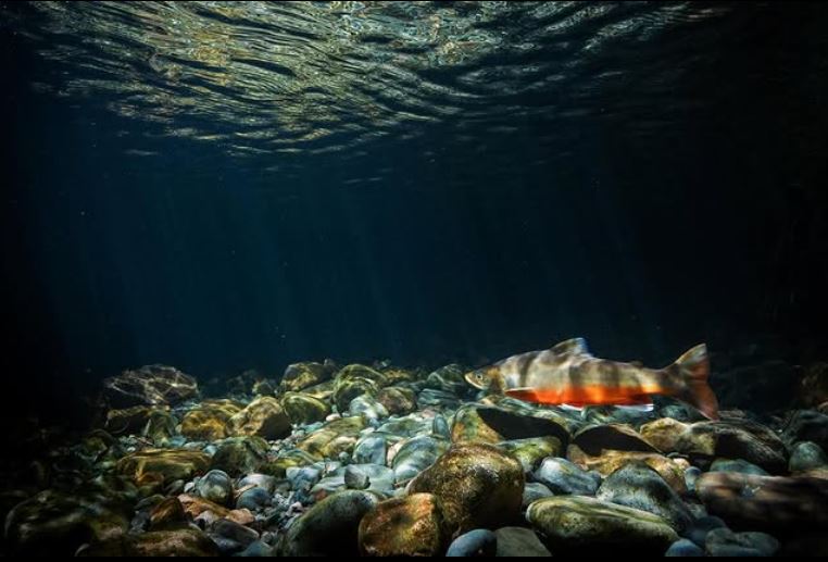 Molecular Science Drives Arctic Charr Recovery in the UK