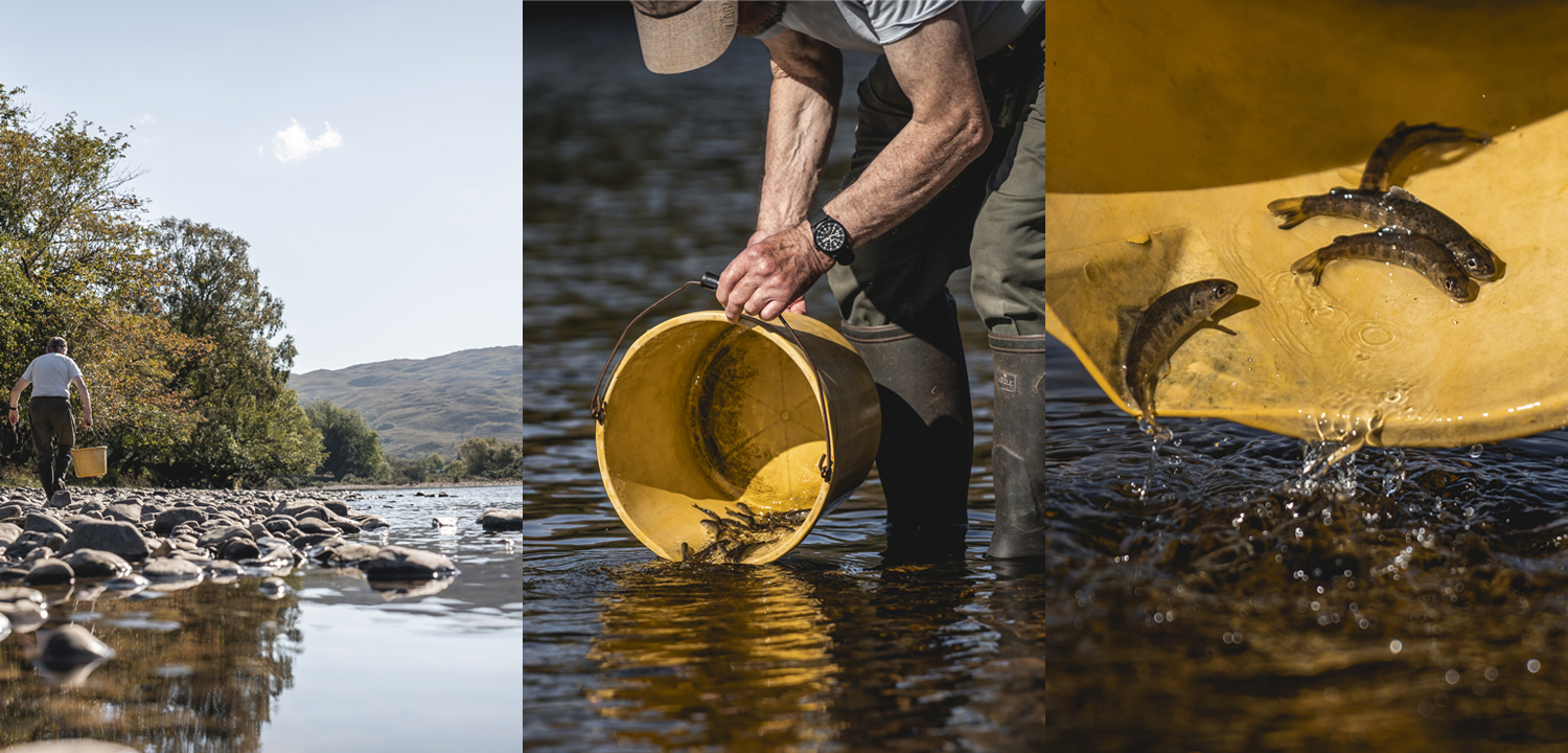 Wild salmon conservation study guides path to restoring endangered native species