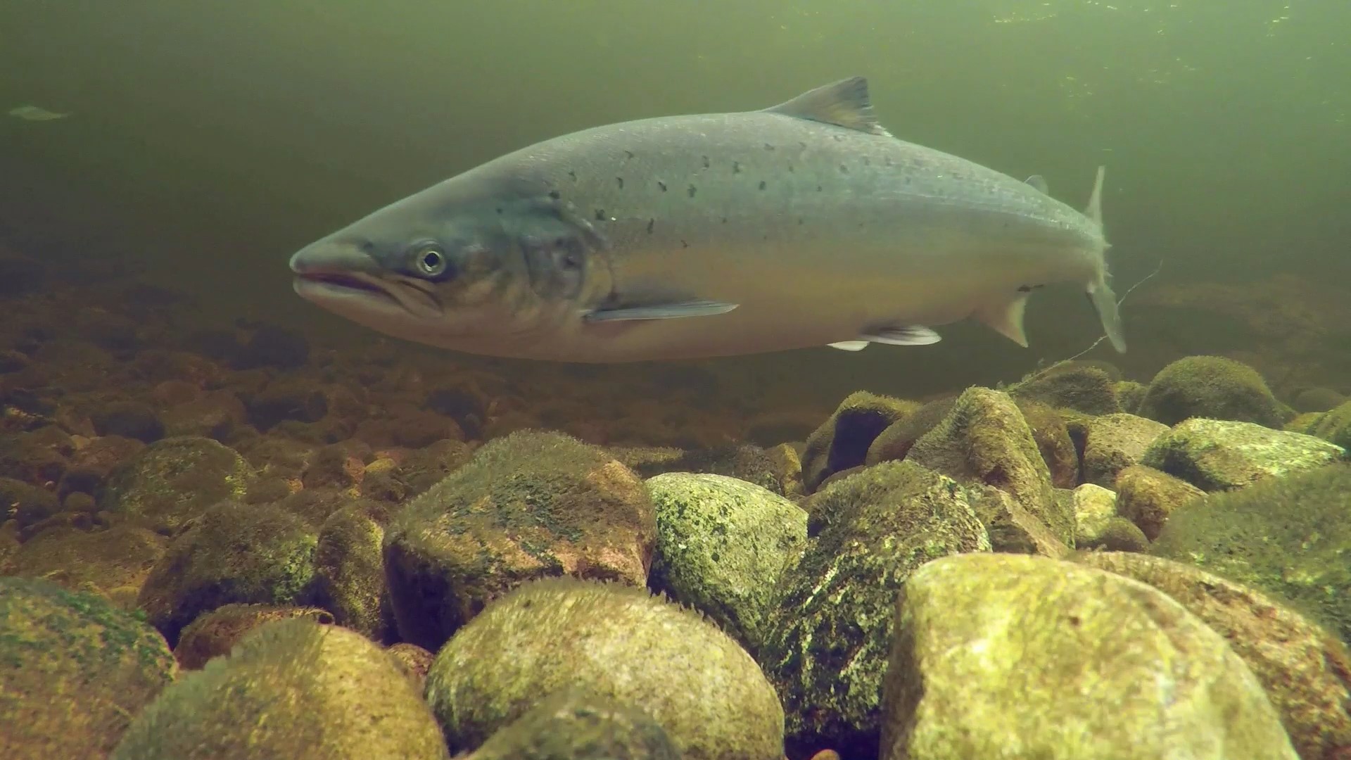 Wild Salmon Return to River Garry After 60 Years