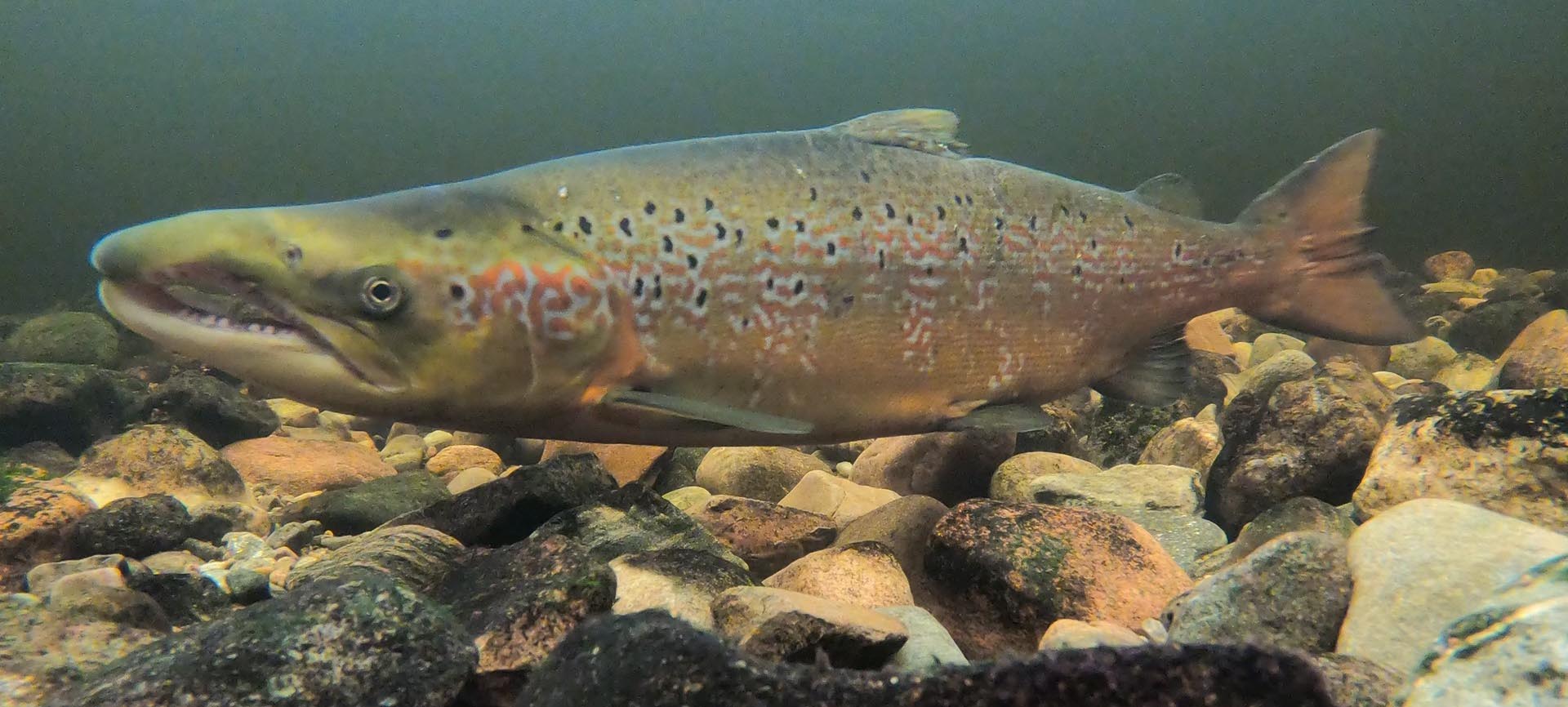 A Scottish salmon. A Scottish salmon.
