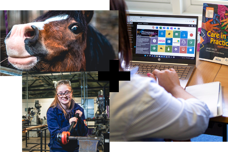 Horse; Female engineering student; pc screen image Horse; Female engineering student; pc screen image